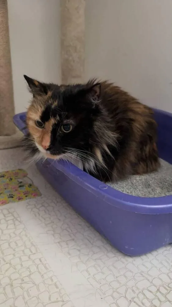 An adult medium-sized female Domestic Long Hair cat named S'mores for adoption in Skippack, PA