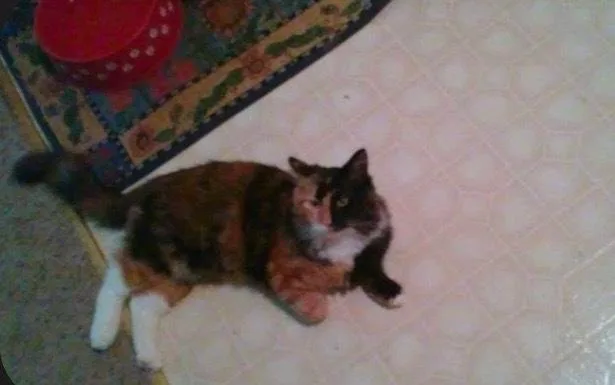 S'mores thumbnail 2