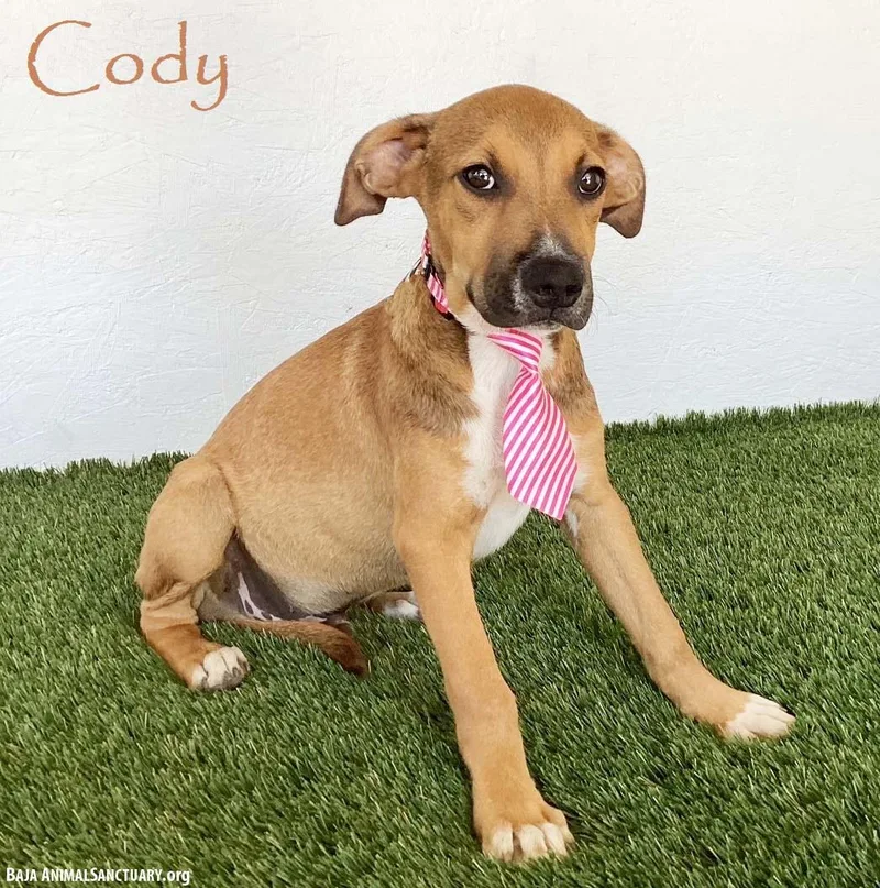 Cody thumbnail 2