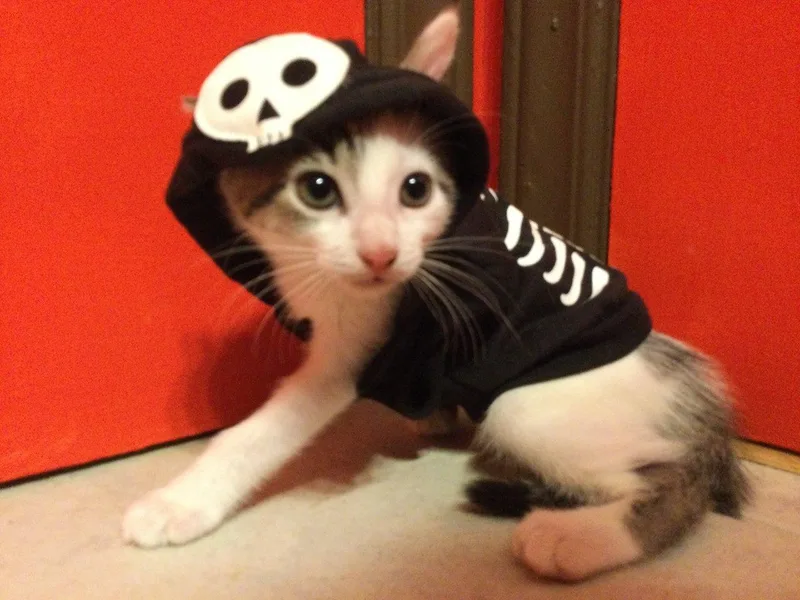 A baby small-sized female White Domestic Short Hair cat named Stevonnie for adoption in Raleigh, NC