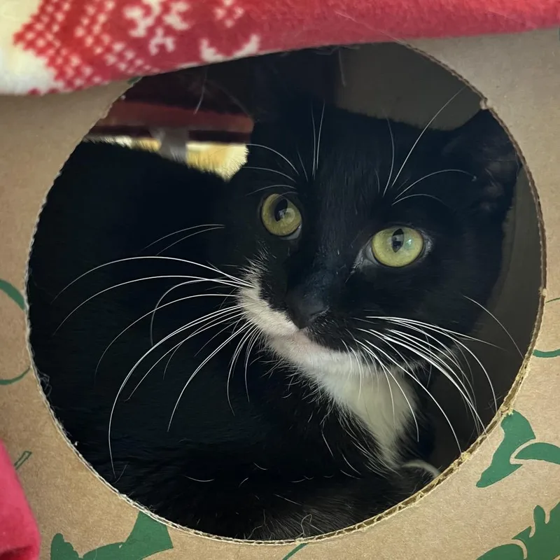 An adult medium-sized female Black Domestic Short Hair cat named Publix for adoption in Fairport, NY
