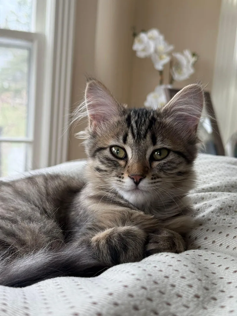 Pixie