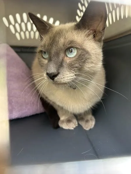 An adult large-sized female Siamese cat named Cosmo for adoption in Virginia Beach, VA