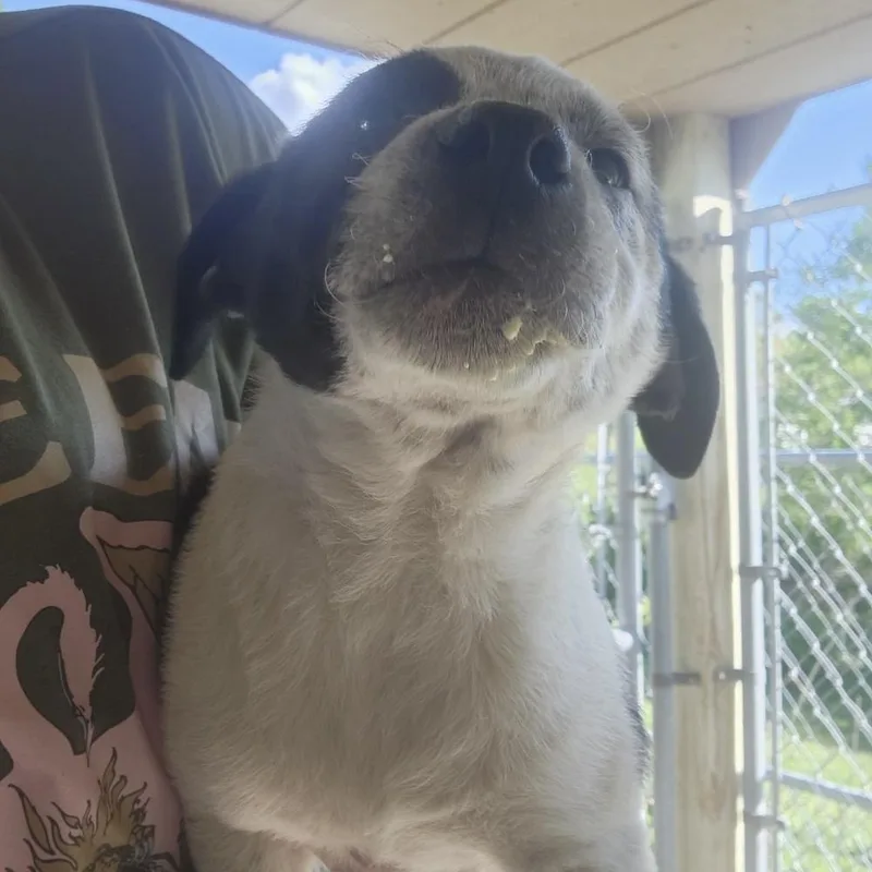 A baby large-sized male Tricolor (Brown, Black, & White) Cattle Dog dog named Aad Upcoming Arrival!  for adoption in Armonk, NY