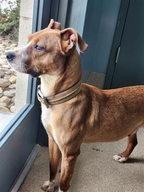 A young medium-sized male Pit Bull Terrier dog named Roscoe for adoption in Newton, NC