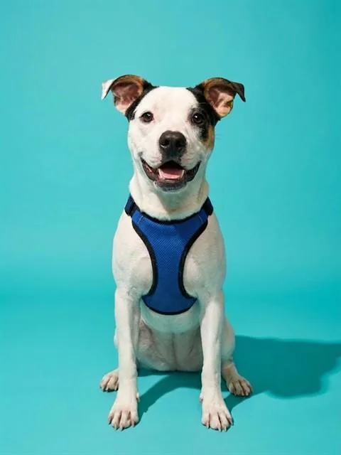 A young medium-sized female Mixed Breed dog named Bella for adoption in Jacksonville, FL