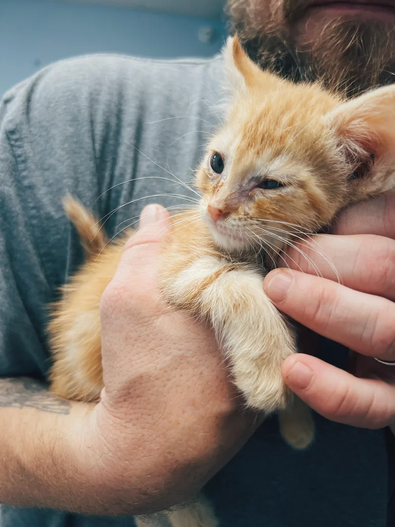 A baby medium-sized male Orange & White Domestic Medium Hair cat named Acorn for adoption in Okmulgee, OK