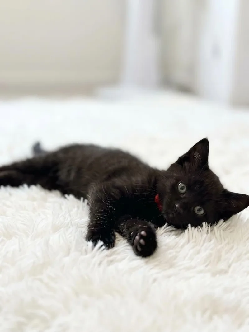 Babies thumbnail 3