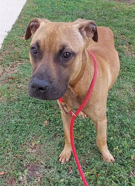 A young medium-sized male American Staffordshire Terrier dog named Nineteen for adoption in Fort Lauderdale, FL