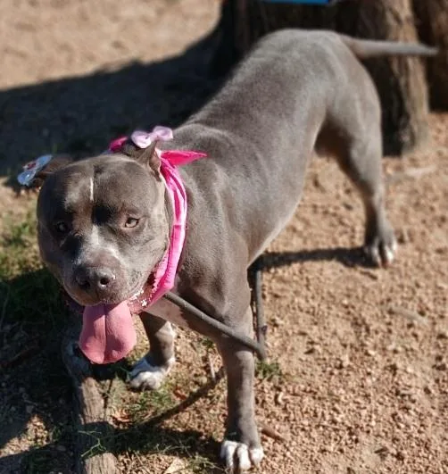 Antonia: The Perfect Embodiment