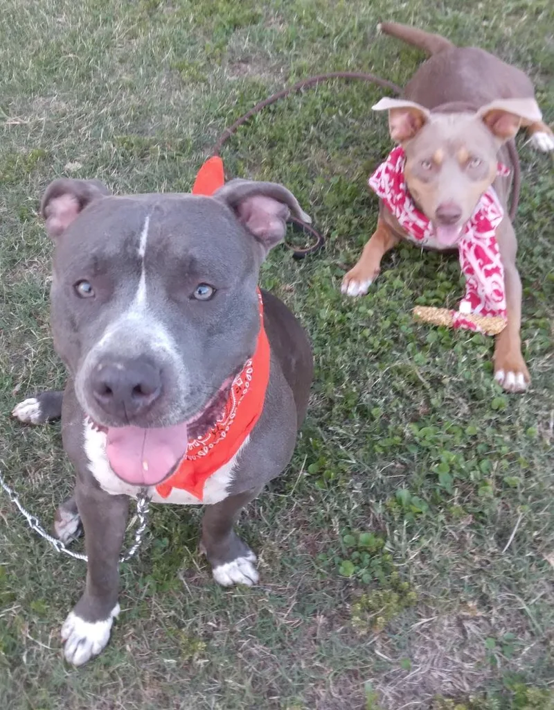 Antonia: The Perfect Embodiment thumbnail 4