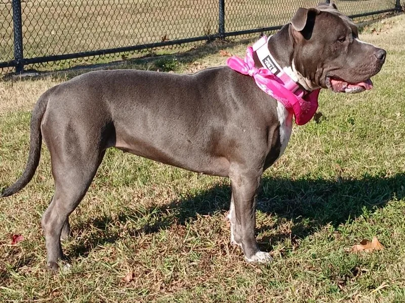 Antonia: The Perfect Embodiment thumbnail 6