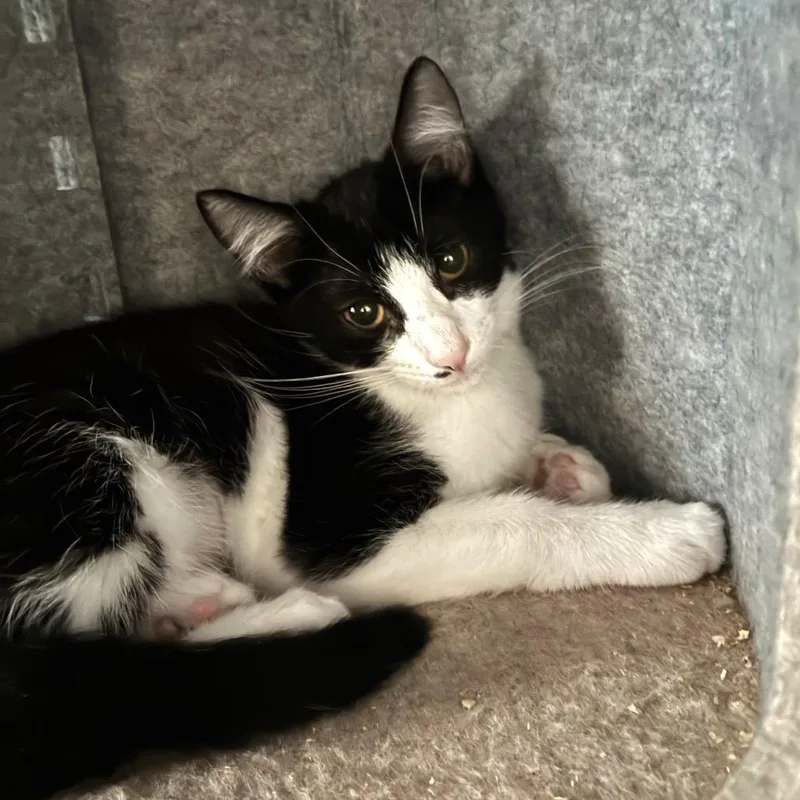 A baby small-sized female Black Domestic Short Hair cat named Antonia for adoption in Bulverde, TX