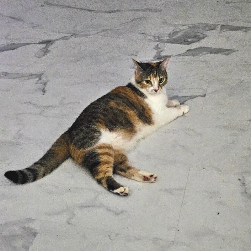 An adult medium-sized female Domestic Short Hair cat named Mai Tai for adoption in Huntsville, AL