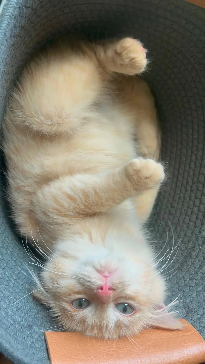 A baby medium-sized female Tabby (Tiger Striped) Domestic Medium Hair cat named Jolene for adoption in Calera, AL