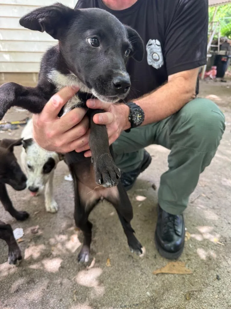 A baby small-sized female Mixed Breed dog named #5 for adoption in Columbia, TN