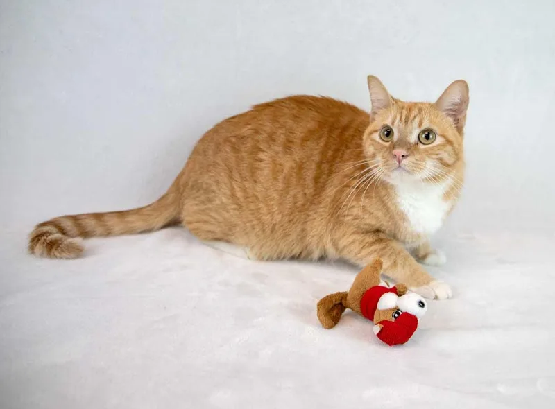 A young large-sized male Domestic Short Hair cat named Arthur for adoption in Kennesaw, GA