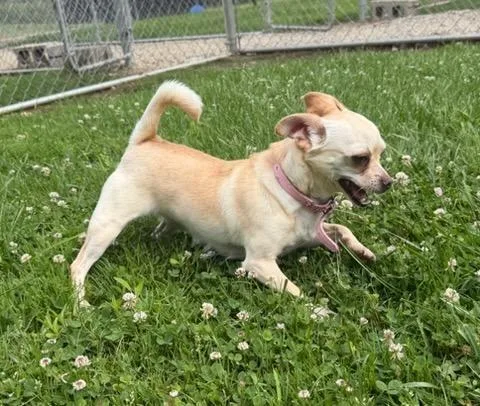 An adult small-sized female Chihuahua dog named Rosa for adoption in Lagrange, IN