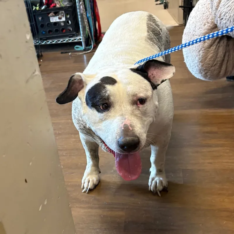 An adult large-sized female White / Cream Pit Bull Terrier dog named Pamela for adoption in League City, TX
