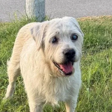 An adult medium-sized male Terrier dog named Ezekial for adoption in San Antonio, TX