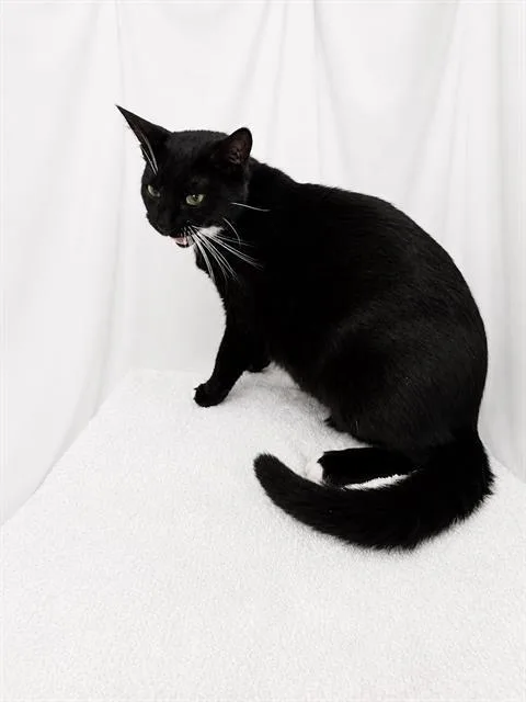 An adult medium-sized female Domestic Short Hair cat named Whiskers for adoption in Winter Haven, FL