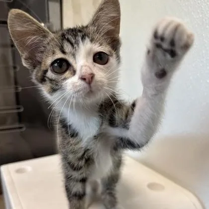 A baby medium-sized female Black Domestic Short Hair cat named Curly Sue for adoption in Tinley Park, IL