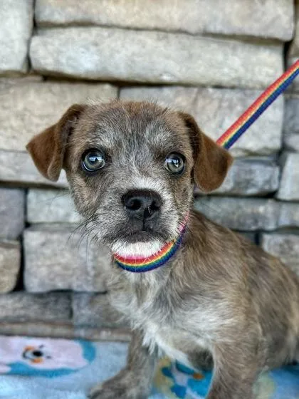 A baby small-sized female French Bulldog dog named Fiona for adoption in Yakima, WA
