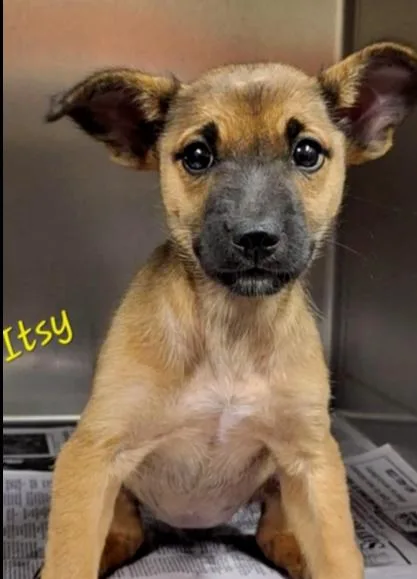 A baby medium-sized female Mixed Breed dog named Itsy for adoption in Groveland, MA