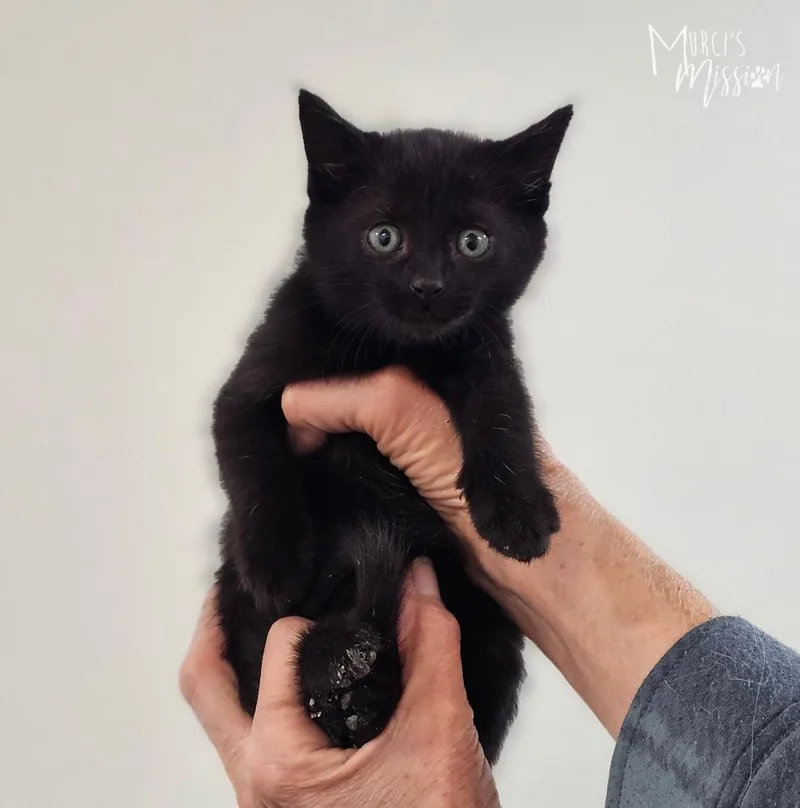 A baby medium-sized male Domestic Short Hair cat named Fields for adoption in Spokane , WA