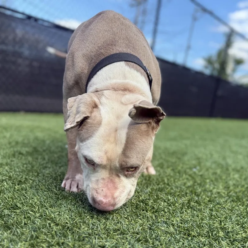 An adult large-sized male White / Cream Mixed Breed dog named Drizzle for adoption in Pittsburgh, PA
