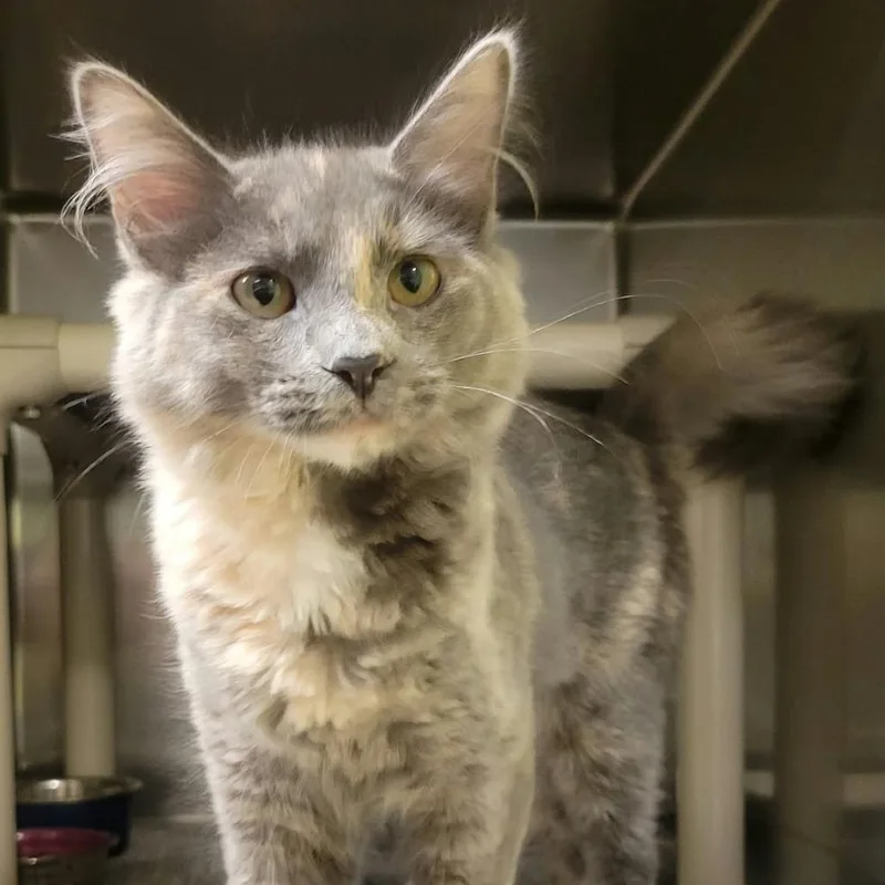 A baby medium-sized female Domestic Long Hair cat named Stella for adoption in Columbia, MO