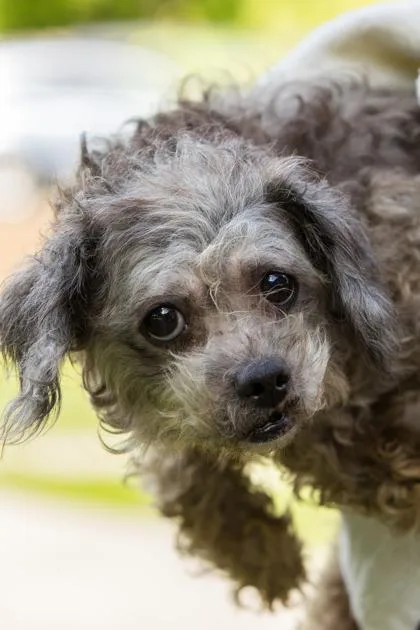 An adult small-sized female Mixed Breed dog named Deutzia for adoption in West Chester, PA