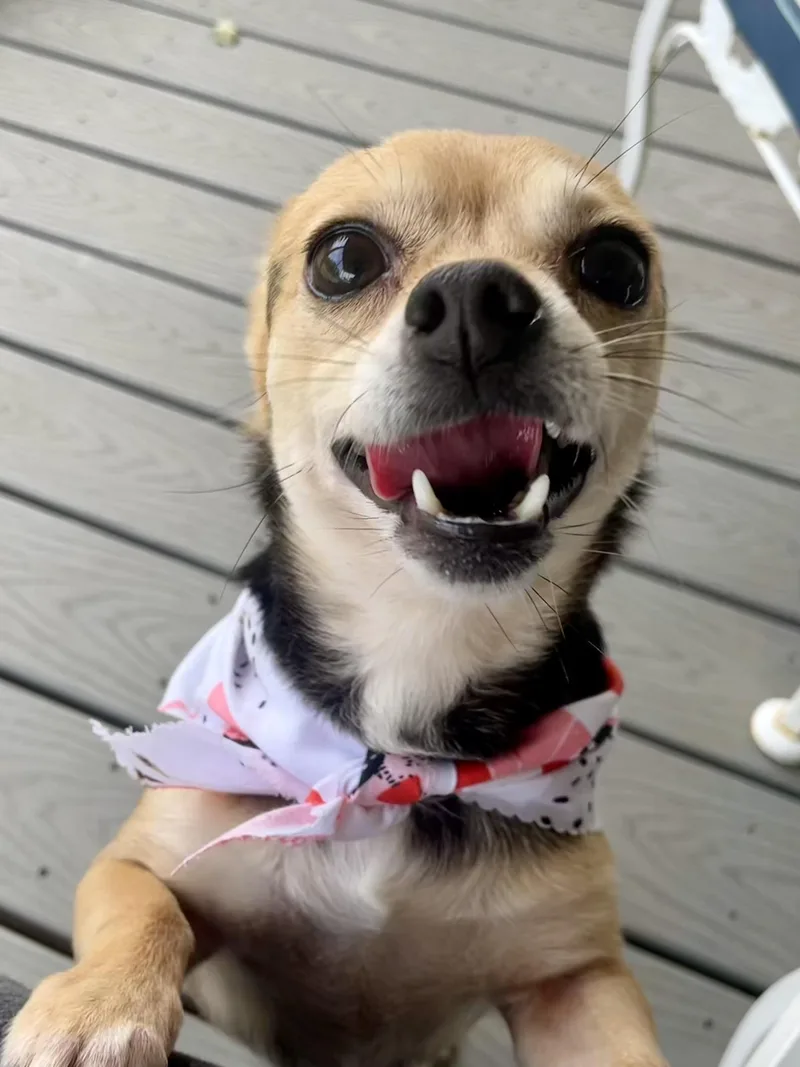 An adult small-sized female Black Chihuahua dog named Cayenne in Texarkana TX for adoption in Texarkana, TX