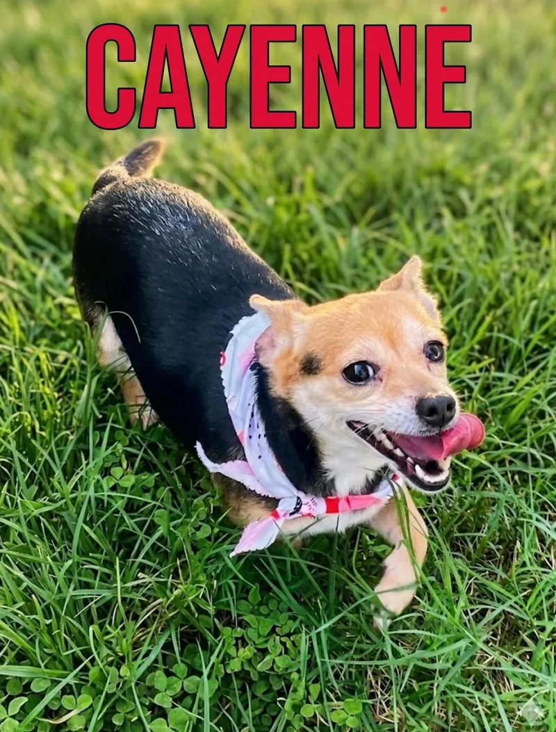 Cayenne in Texarkana TX thumbnail 2