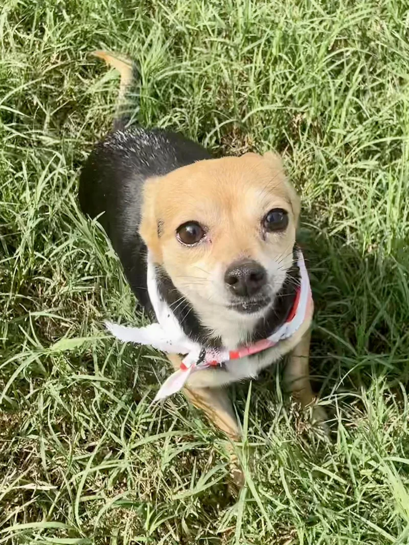 Cayenne in Texarkana TX thumbnail 4