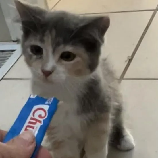 A baby medium-sized female Domestic Short Hair cat named Orbit for adoption in Springfield, MO