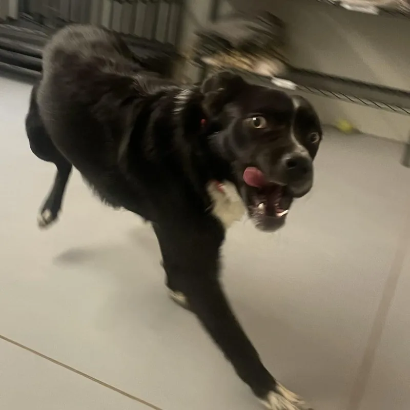 An adult medium-sized male Border Collie dog named Wiggles for adoption in Torrey, UT