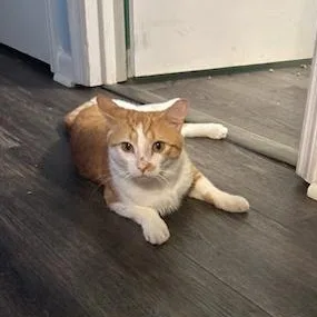 Larry Bumblefloof  Fluffy