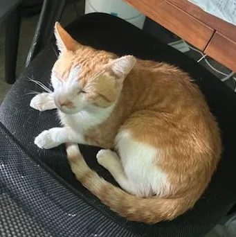 Larry Bumblefloof  Fluffy thumbnail 2
