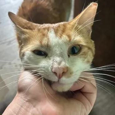 Larry Bumblefloof  Fluffy thumbnail 3