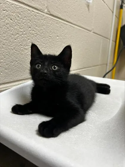 A baby small-sized male Domestic Medium Hair cat named Rafi for adoption in Westland, MI