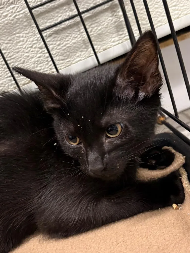 A baby medium-sized male Domestic Short Hair cat named Cricket for adoption in Fall River, MA