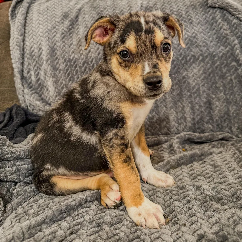 A baby small-sized male Merle (Blue) Australian Shepherd dog named Stewie for adoption in Charleston , WV