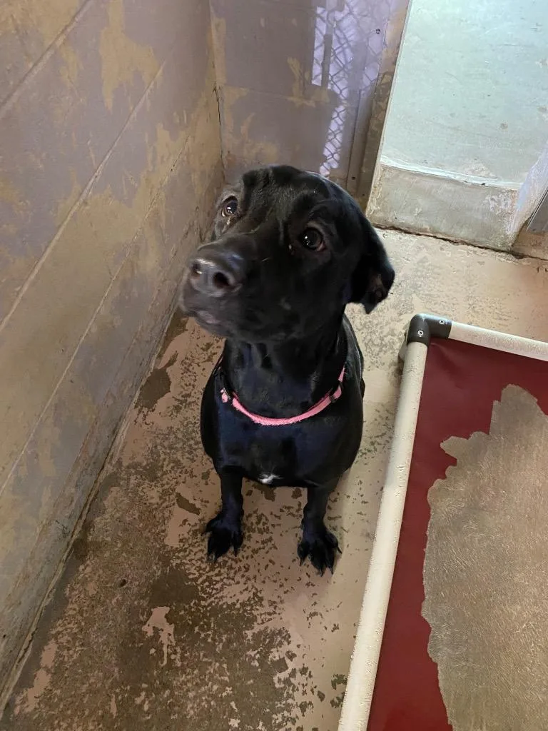 A young large-sized female Labrador Retriever dog named Jasmine for adoption in Troy, OH