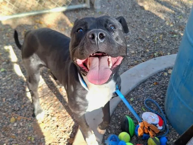 A young large-sized male Pit Bull Terrier dog named Bugatti for adoption in Phoenix, AZ