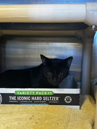 An adult small-sized male Domestic Short Hair cat named Tatum for adoption in Fallston, MD
