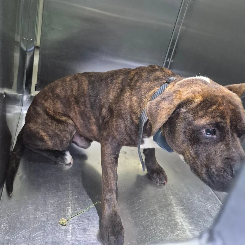 A young medium-sized male Brindle Mixed Breed dog named Strayginnyavenue for adoption in Columbus, GA