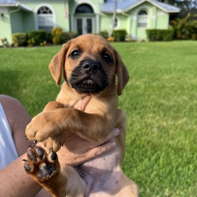 Nutmeg
