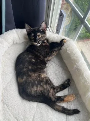 A baby medium-sized female Tortoiseshell Domestic Short Hair cat named Zebra for adoption in Mokena, IL
