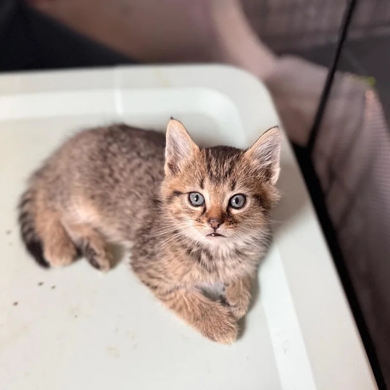 A baby small-sized male Brown / Chocolate Domestic Short Hair cat named Topaz for adoption in Granville, OH